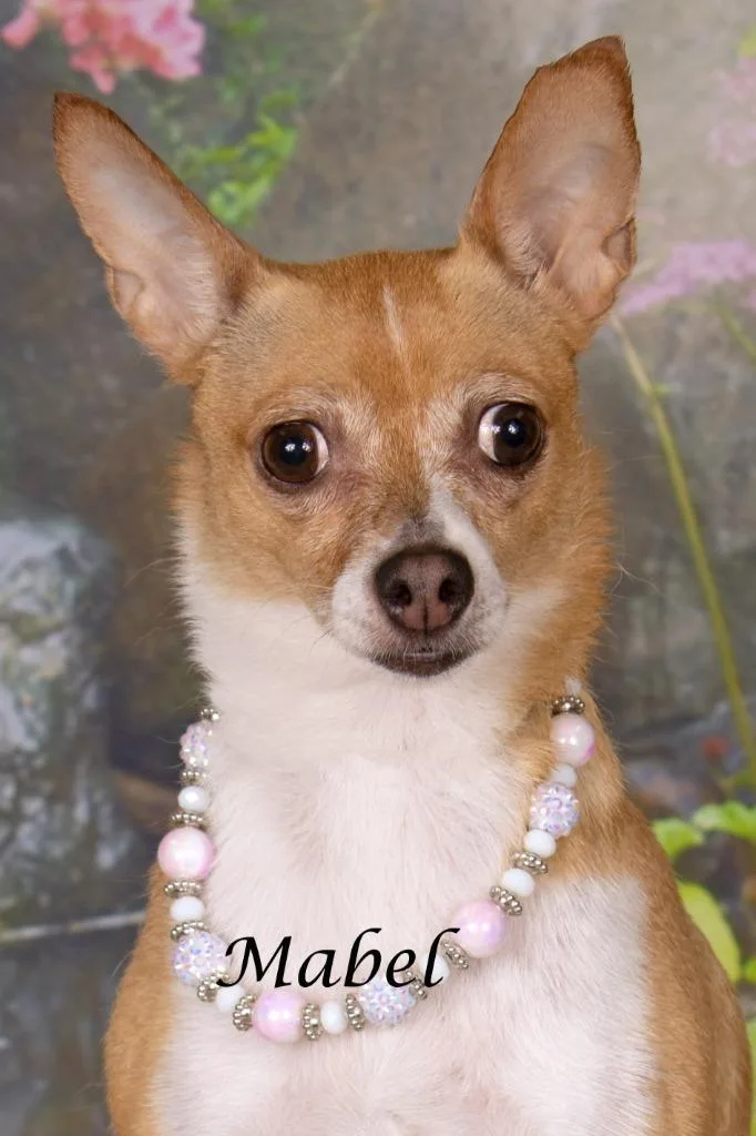 An adult small-sized female Chihuahua dog named Mabel for adoption in Gilbert, AZ