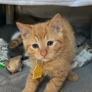 A baby small-sized male Orange / Red Domestic Short Hair cat named Dewey for adoption in Springfield, MA