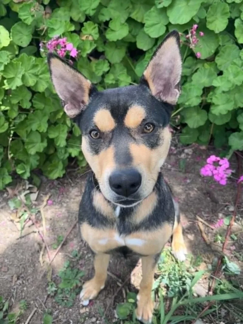 A young medium-sized female Australian Kelpie dog named Sade for adoption in Yuba City, CA
