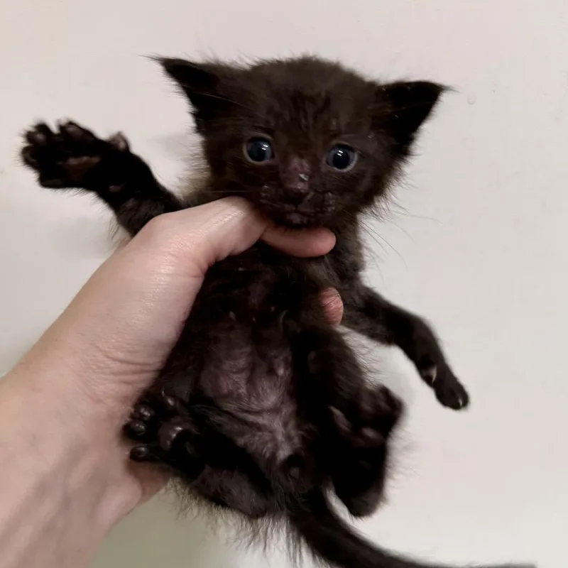 A young small-sized male Black Domestic Short Hair cat named Miso for adoption in Long Beach, CA