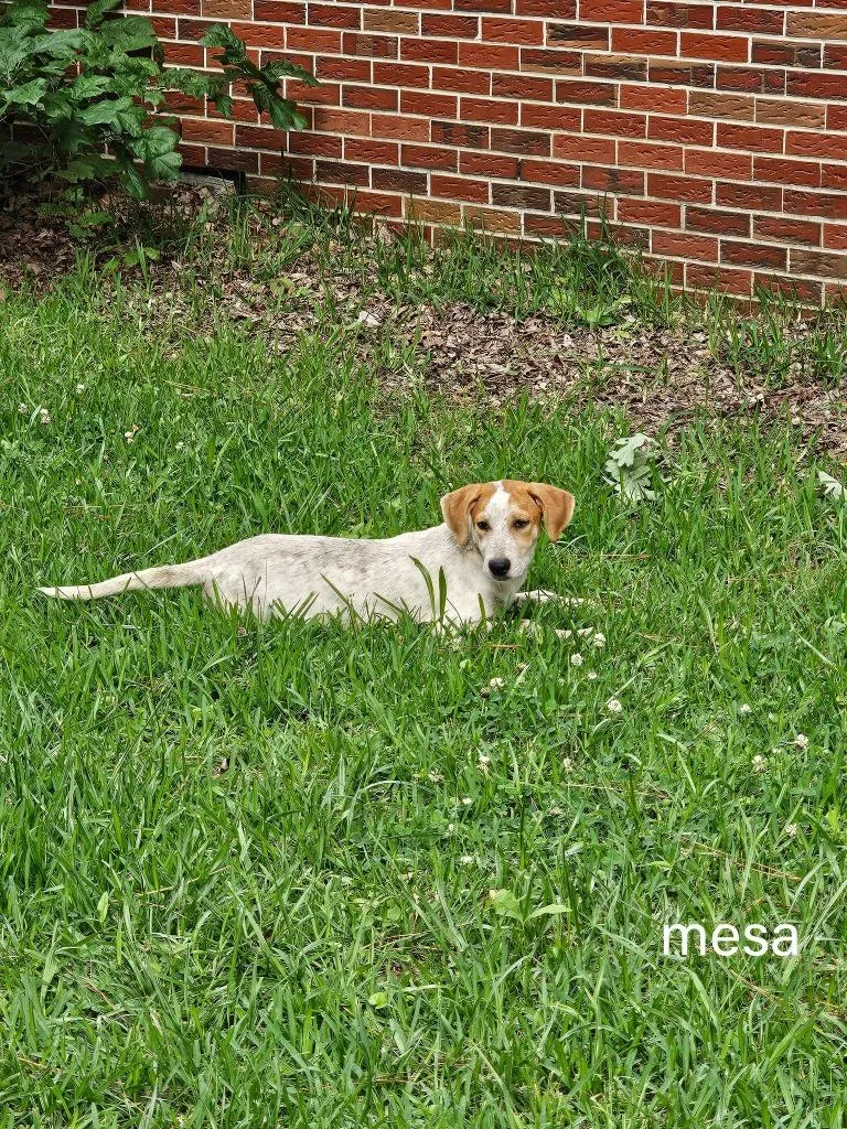 Mesa