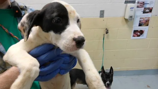 A baby small-sized female Labrador Retriever dog named Star Fish for adoption in Tulsa, OK