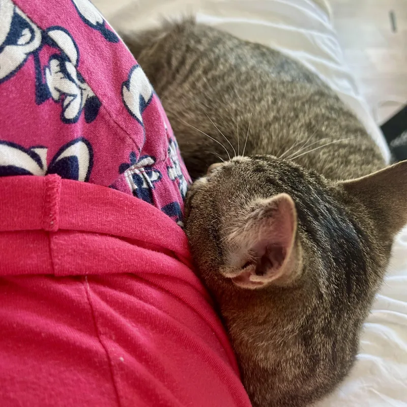 Fred The Fish thumbnail 2