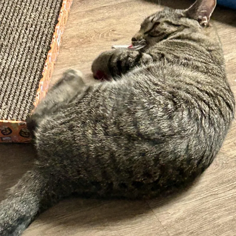 Fred The Fish thumbnail 3