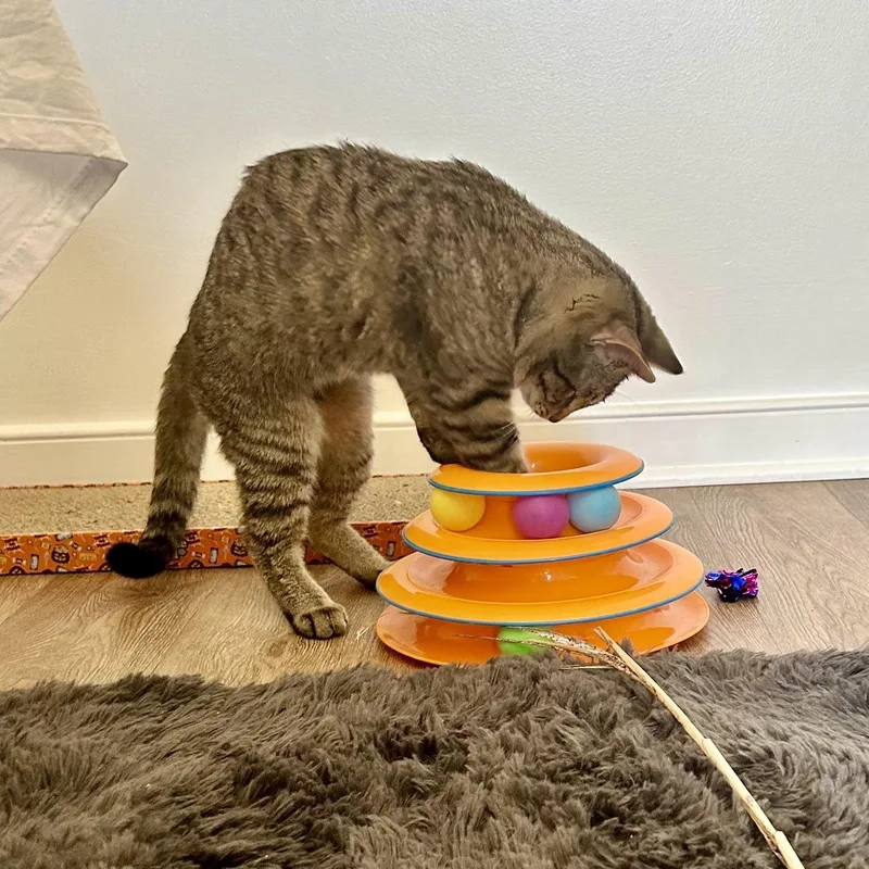 Fred The Fish thumbnail 4