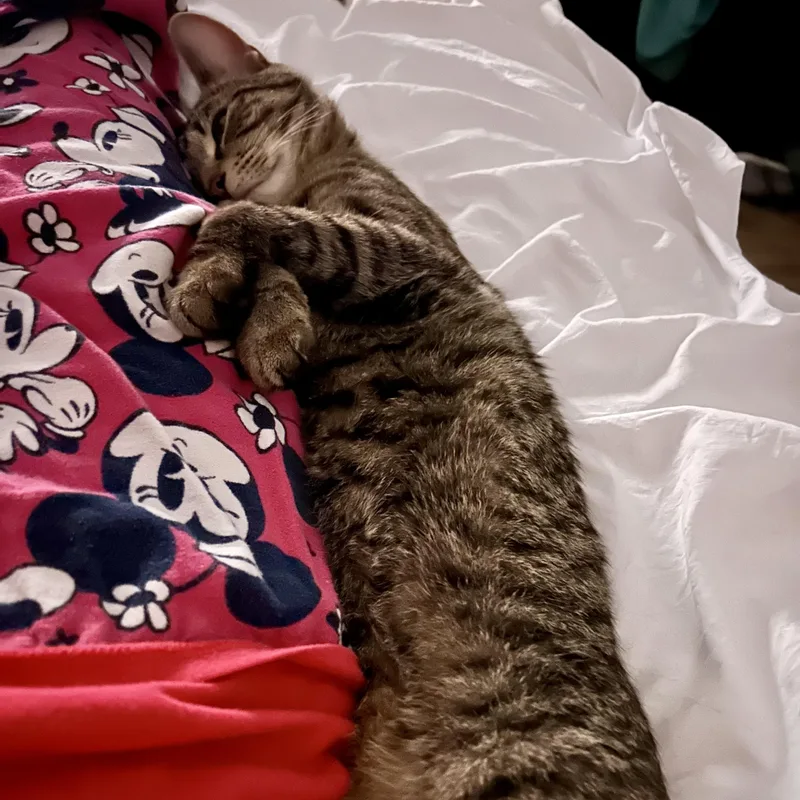 A baby medium-sized male Tabby (Buff / Tan / Fawn) Domestic Short Hair cat named Fred The Fish for adoption in Richmond, VA