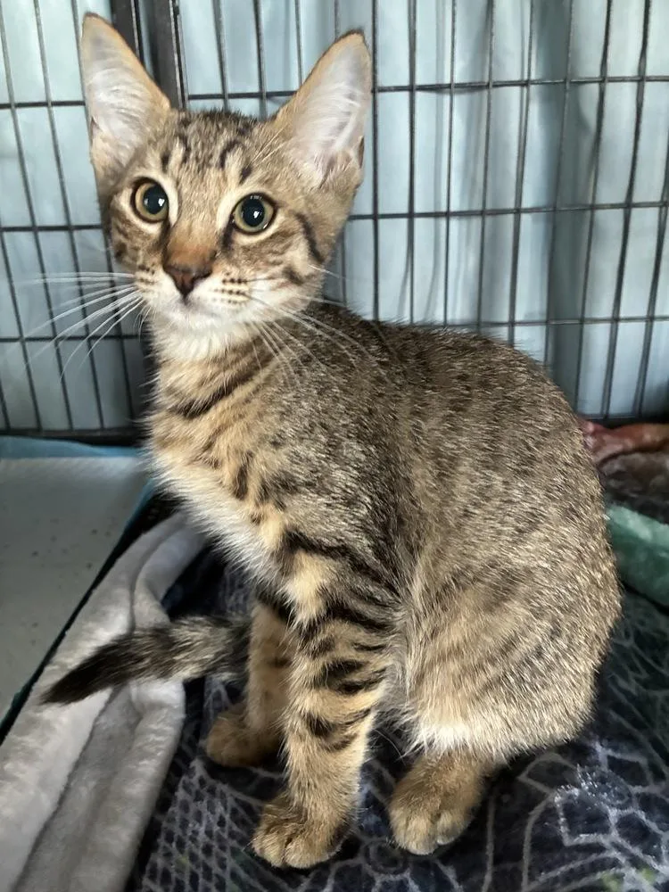 A baby small-sized male Brown / Chocolate Tabby cat named Radical Roscoe for adoption in Randolph, MA