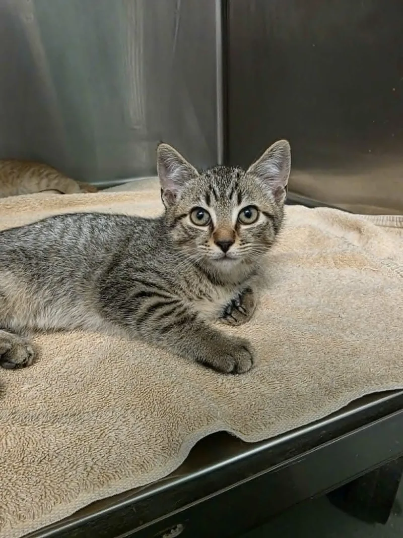 A baby medium-sized male Tabby (Buff / Tan / Fawn) Domestic Short Hair cat named Michael for adoption in Umatilla, FL