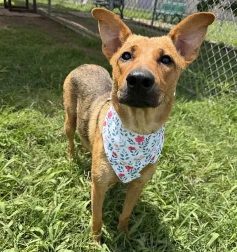A young large-sized female German Shepherd Dog dog named Tessa for adoption in Houston, TX