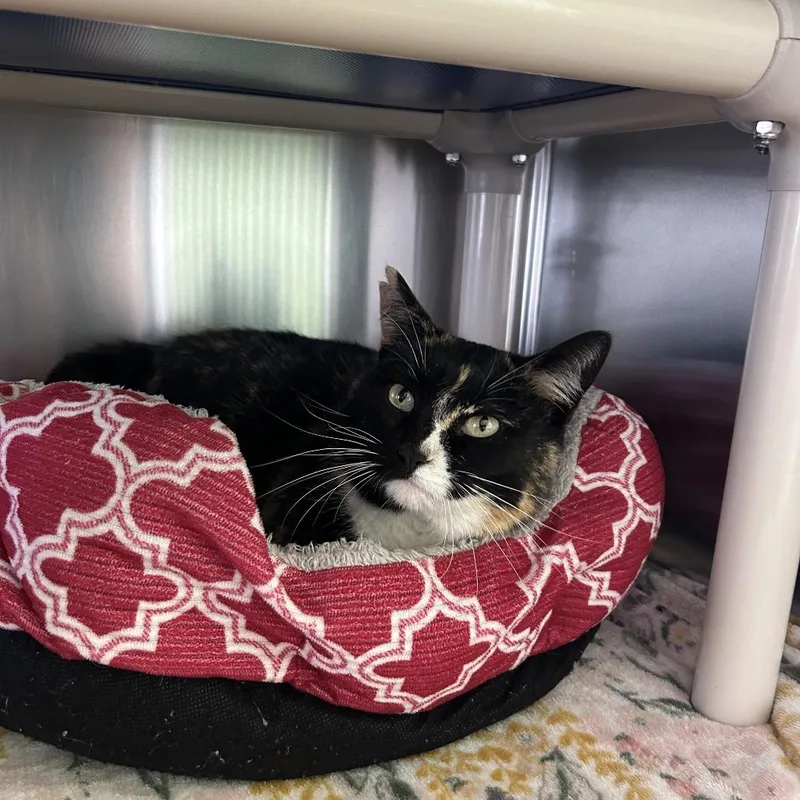 An adult medium-sized female Tortoiseshell Domestic Medium Hair cat named Lulu for adoption in Emporia, KS