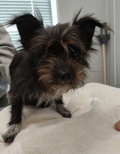 An adult small-sized female Mixed Breed dog named Winnie for adoption in Lafayette, IN