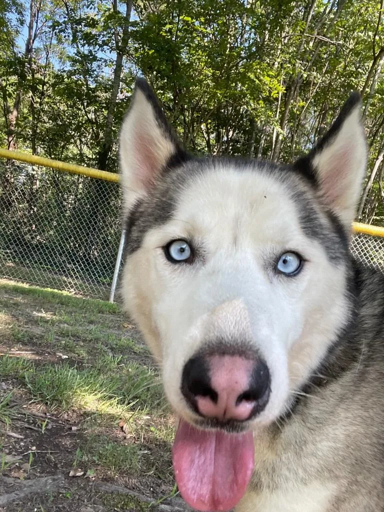 An adult large-sized male Husky dog named Moo Shu for adoption in Mineral, VA