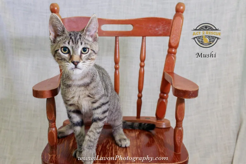 A young medium-sized male Domestic Short Hair cat named Mushi for adoption in Riverside, CA