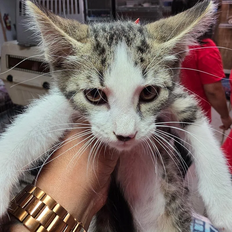A baby small-sized male Brown / Chocolate Domestic Short Hair cat named Greers Ferry for adoption in Leander, TX