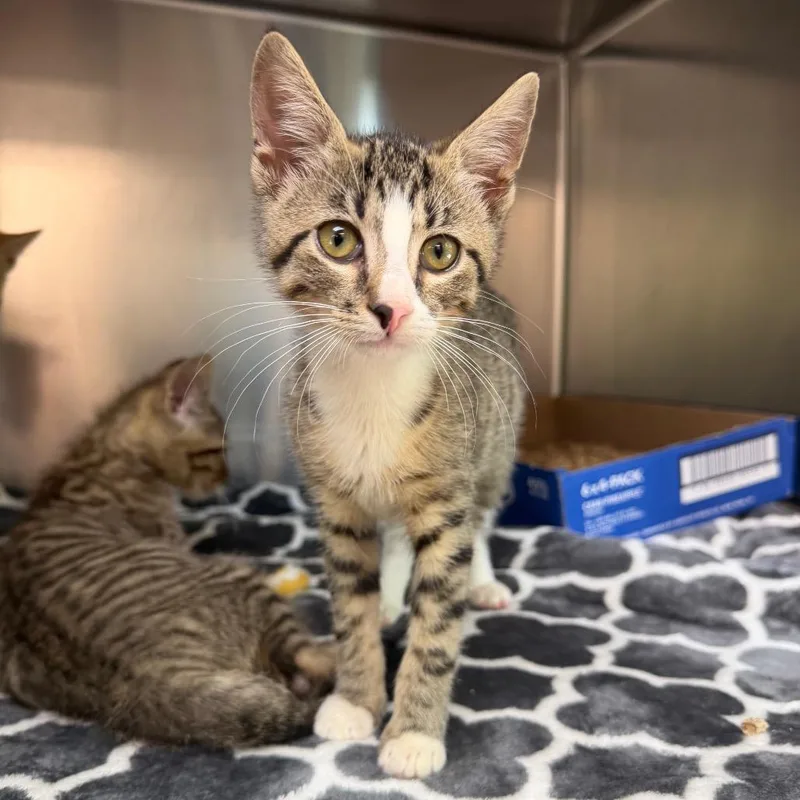 A baby small-sized female Brown / Chocolate Domestic Short Hair cat named Tiffany for adoption in Newark, NJ