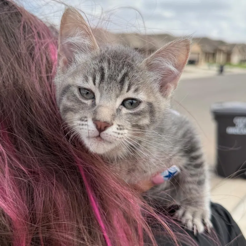 A baby small-sized female Gray / Blue / Silver Domestic Short Hair cat named Gizmo for adoption in Midland, TX