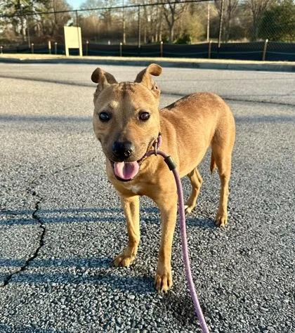 An adult medium-sized female Mixed Breed dog named Sabribi for adoption in Chamblee, GA