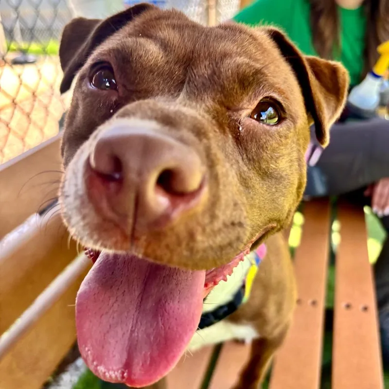 An adult small-sized female Brown / Chocolate Mixed Breed dog named Lucy Chen for adoption in Parkersburg, WV
