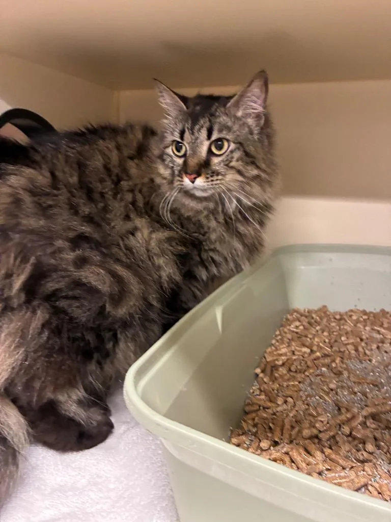A young medium-sized female Domestic Long Hair cat named Mini for adoption in Bloomington, IN