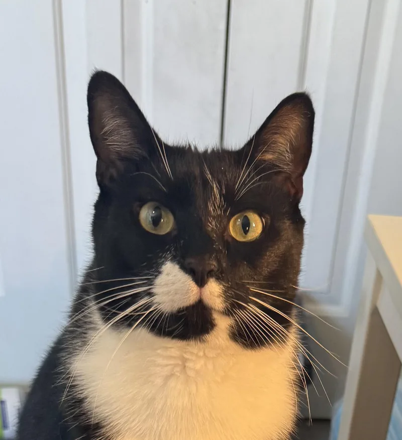 An adult large-sized male Domestic Short Hair cat named Mr. Sandman for adoption in Clayton, NC