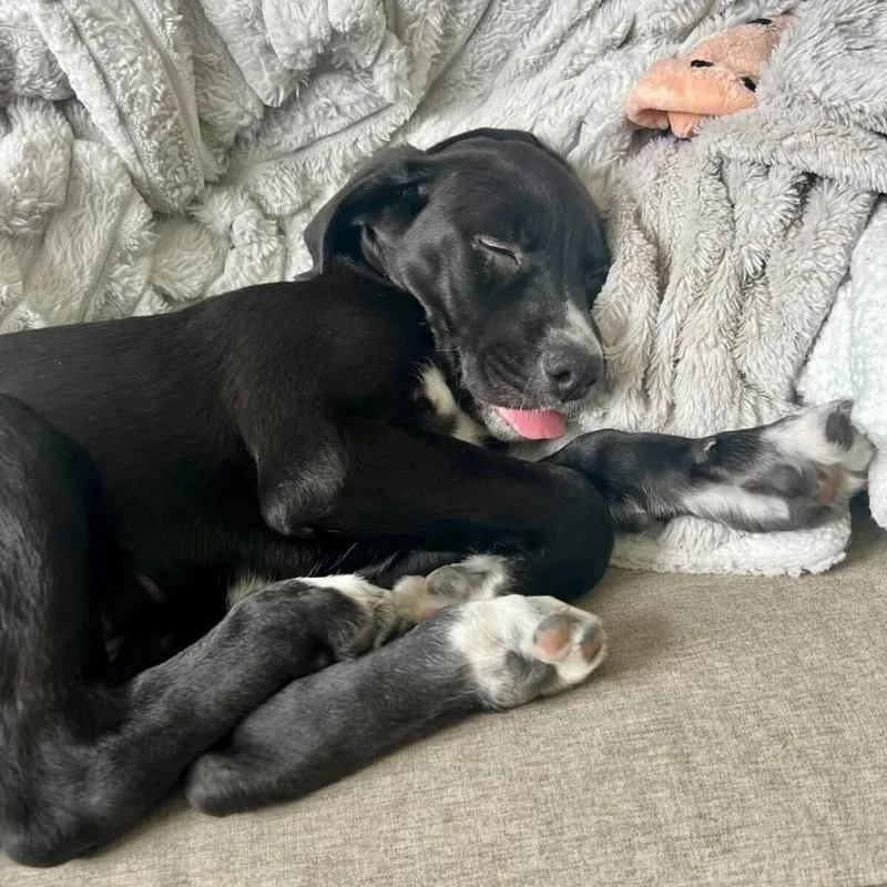 A baby small-sized female Black Labrador Retriever dog named Victoria for adoption in North Hollywood, CA