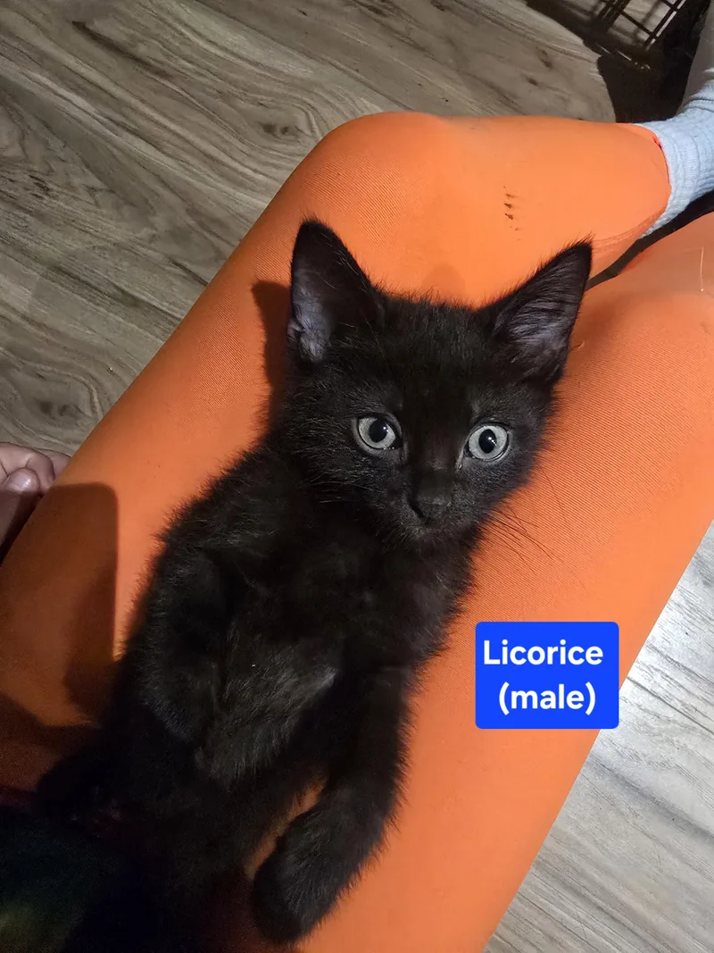A baby medium-sized male Black American Shorthair cat named Licorice for adoption in Wadsworth, IL