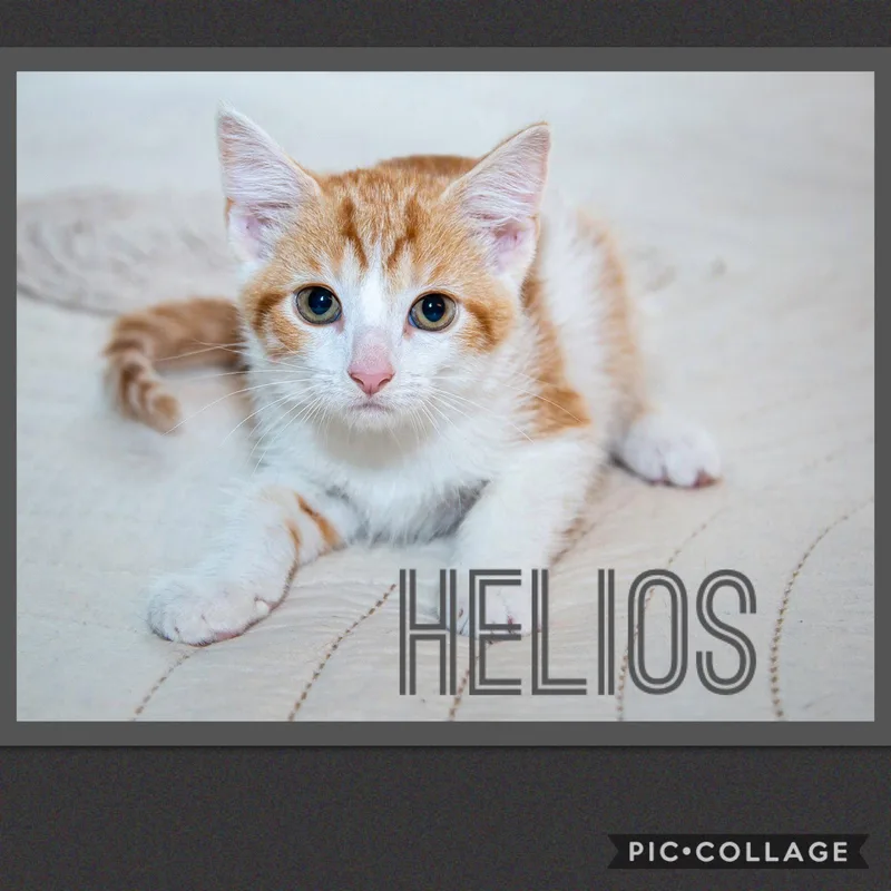 A young medium-sized male Tabby cat named Helios for adoption in Louisville, KY