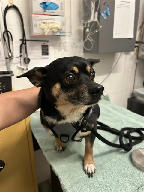 An adult small-sized male Chihuahua dog named Henry for adoption in Alameda, CA