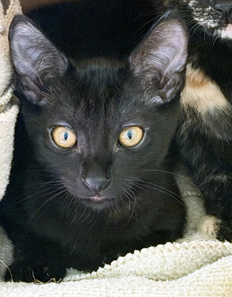 A baby medium-sized female Black Domestic Short Hair cat named Dorothy for adoption in San Clemente, CA