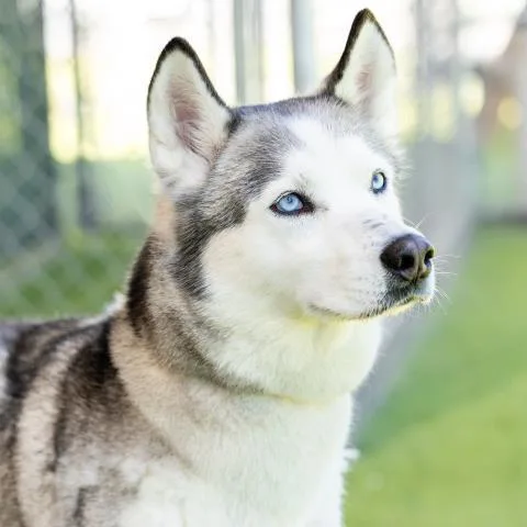 Nala