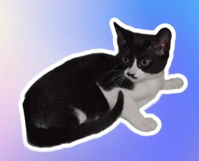 A baby small-sized female Domestic Short Hair cat named Lyla for adoption in Sarasota, FL