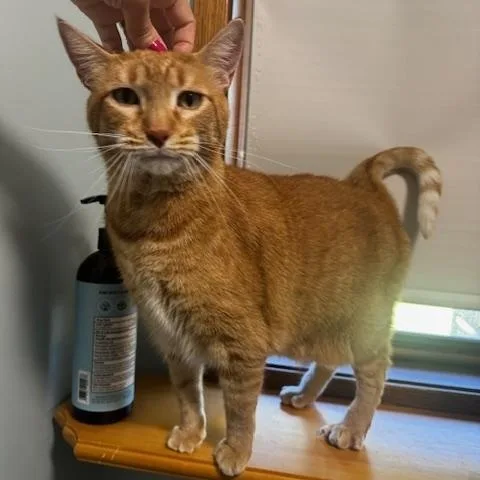An adult large-sized male Tabby (Orange / Red) Domestic Short Hair cat named Toby for adoption in Hutchinson, MN