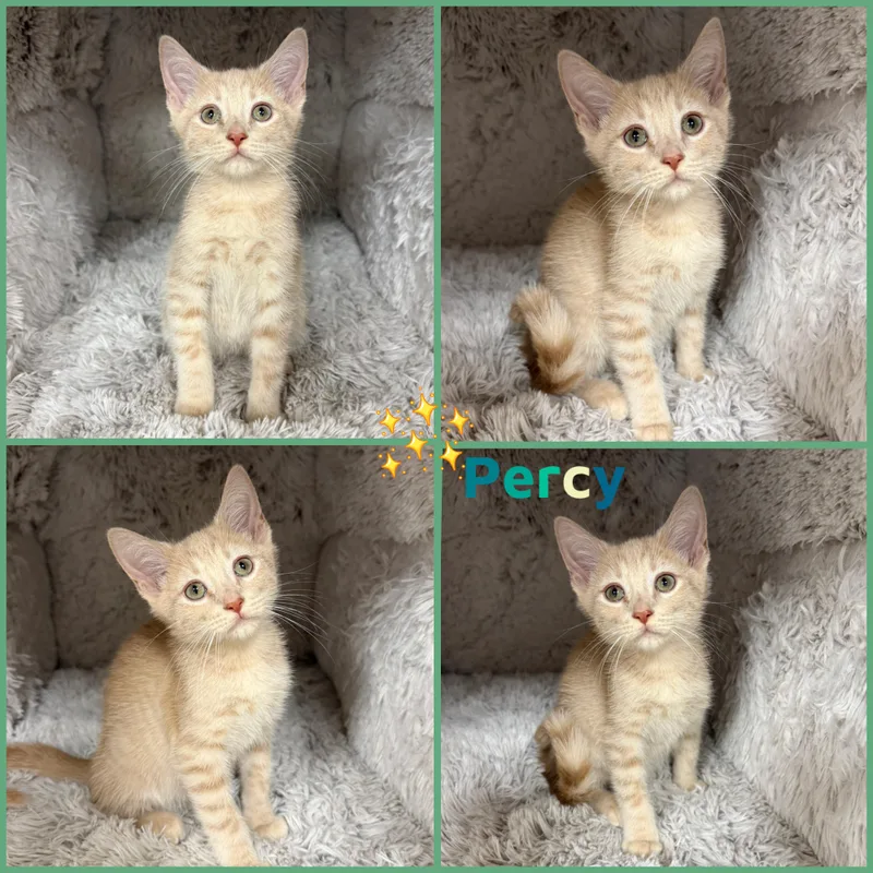 A baby small-sized male Tabby (Orange / Red) Domestic Short Hair cat named Percy for adoption in Louisville, KY