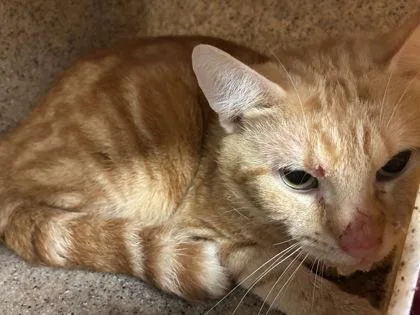 An adult medium-sized male Domestic Short Hair cat named Liv for adoption in Lafayette, IN