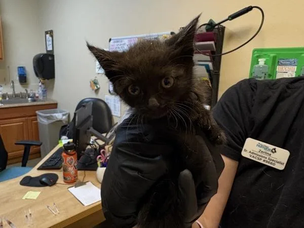 A baby small-sized male Domestic Short Hair cat named Hobbes for adoption in Oceanside, CA