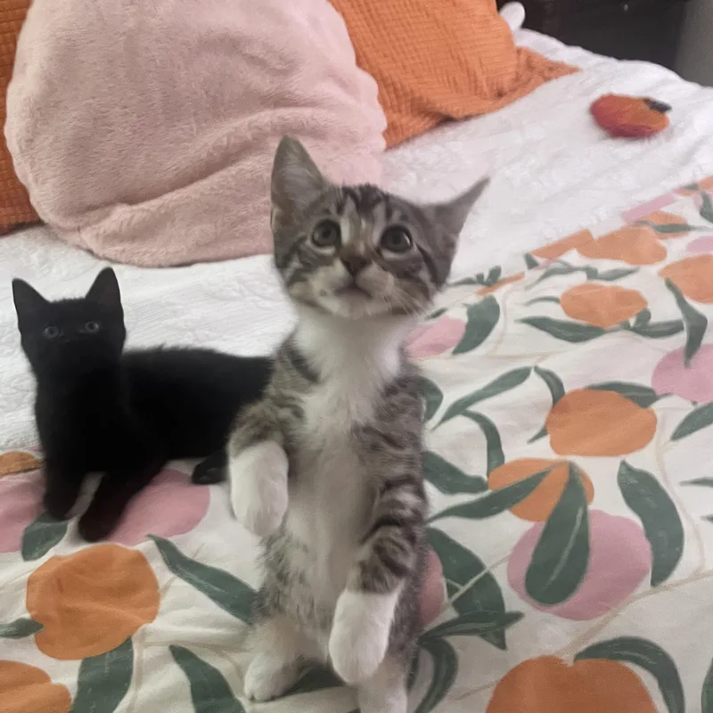 A baby medium-sized male Tabby (Brown / Chocolate) Domestic Short Hair cat named Sandy for adoption in Mississippi State, MS
