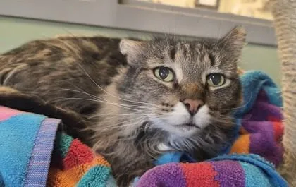 An adult small-sized female Domestic Short Hair cat named Ellie for adoption in South Bend, IN