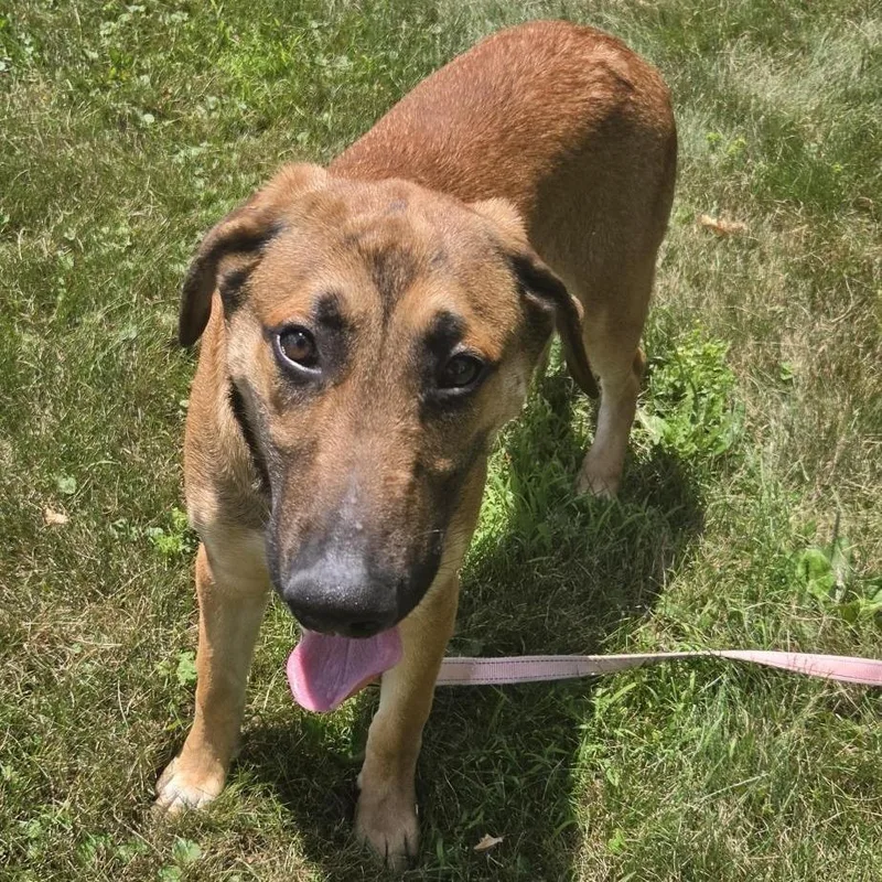 A young large-sized male Brown / Chocolate German Shepherd Dog dog named Scooby for adoption in Delaware, OH