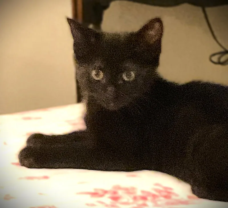 A baby medium-sized female Domestic Short Hair cat named Onyx for adoption in Fort Myers, FL