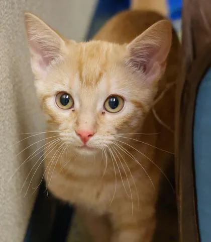 A baby small-sized male Domestic Short Hair cat named Thorn for adoption in Verona, WI
