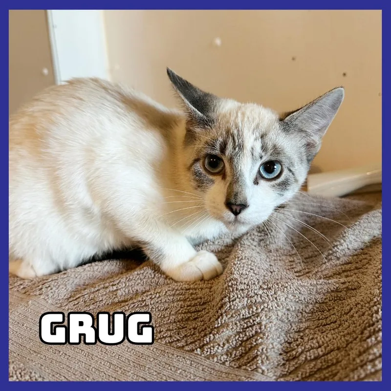 A baby small-sized female Cream / Ivory Siamese cat named Grug for adoption in Glenwood, MN