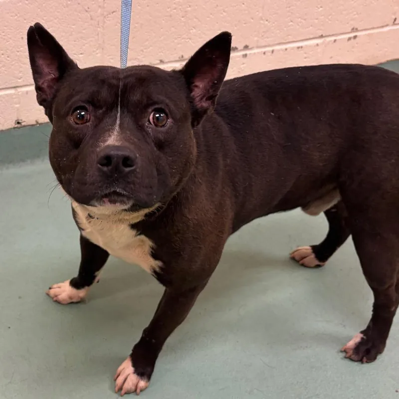 An adult medium-sized male Black Mixed Breed dog named Duke for adoption in Memphis, TN