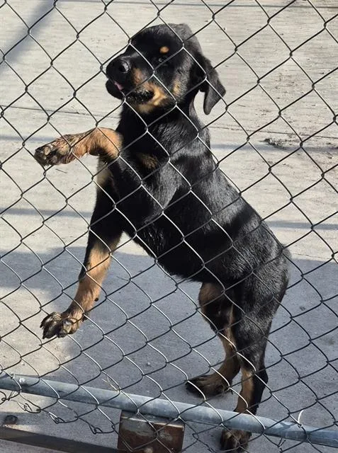 A baby medium-sized female Rottweiler dog named Aly for adoption in San Antonio, TX