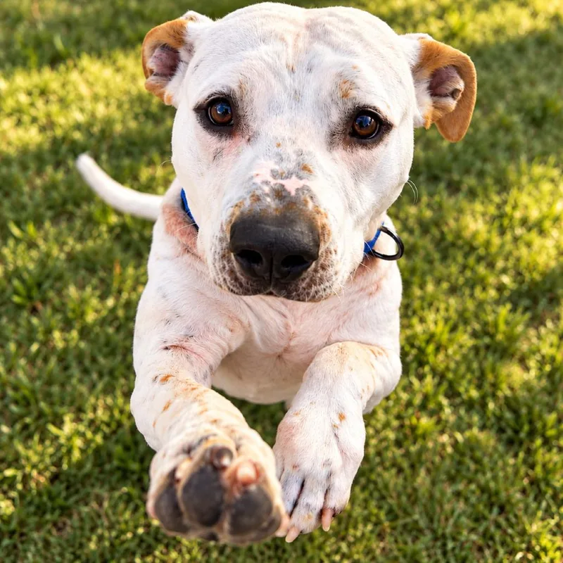 A young medium-sized male White / Cream Pit Bull Terrier dog named Sparta for adoption in Uniontown, PA