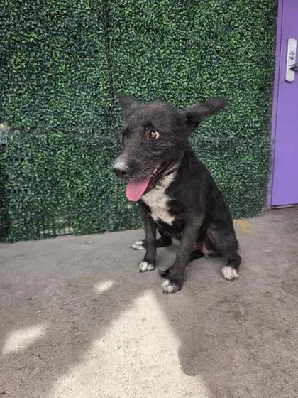 An adult medium-sized female Black Cairn Terrier dog named 61309536 for adoption in El Paso, TX