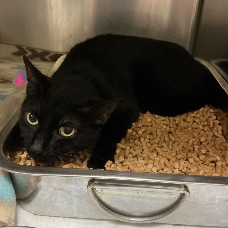 An adult small-sized male Black Domestic Short Hair cat named Nosey Bean for adoption in Elizabeth City, NC