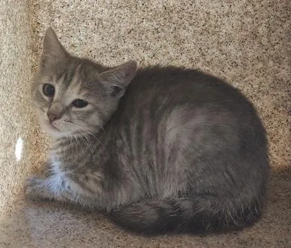 A baby small-sized female Domestic Short Hair cat named Prissy for adoption in Lafayette, IN