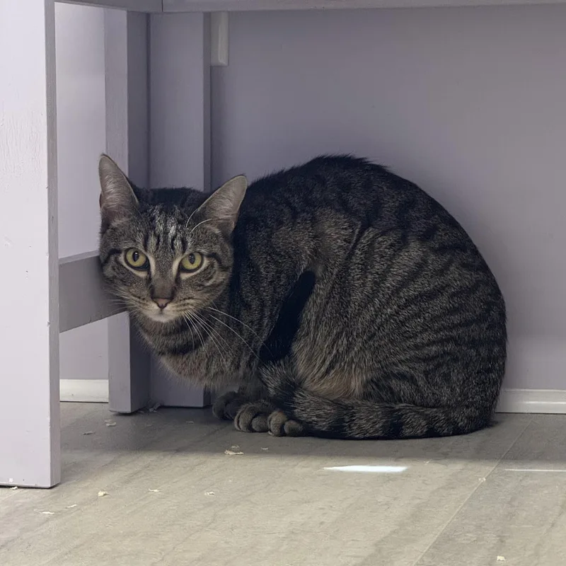 A young medium-sized male Tabby (Brown / Chocolate) Tabby cat named Acorn for adoption in East Northport, NY