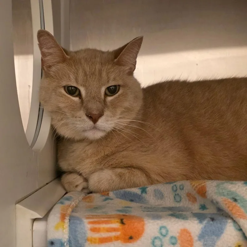 A senior large-sized male Buff / Tan / Fawn Domestic Short Hair cat named Snooper for adoption in Council Bluffs, IA