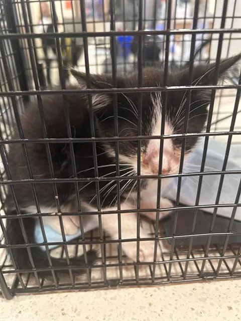 A baby small-sized male Domestic Short Hair cat named Red Shed for adoption in Louisville, KY